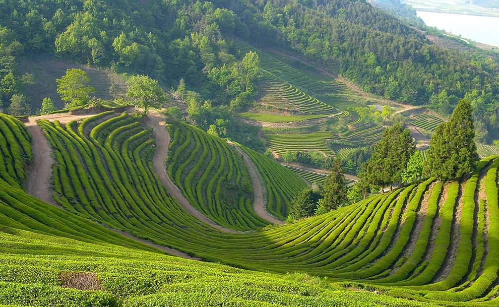 三大自主產(chǎn)權(quán)猴魁茶葉基地