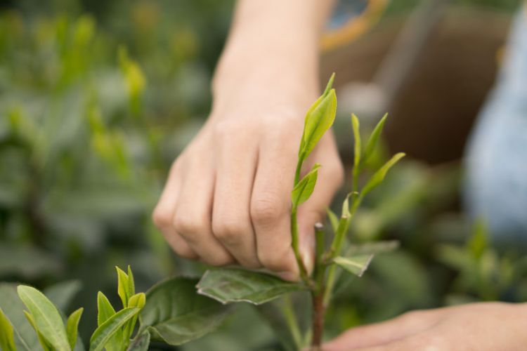 太平猴魁是最大、最好、最珍貴的茶.jpg